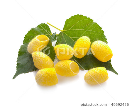 yellow thai silkworm cocoons pile isolated on 49692456