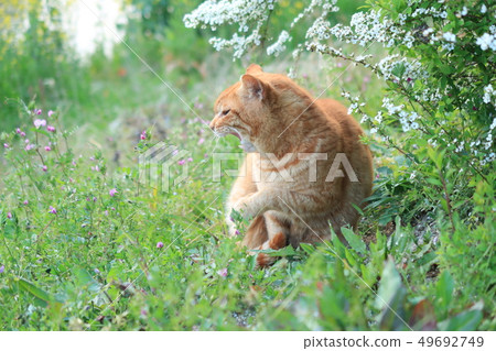 區域貓 區域貓 49692749