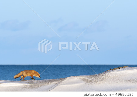 沿著海邊散步 沿著海邊散步 49693185