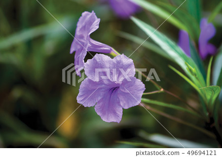 Waterkanon flower 49694121