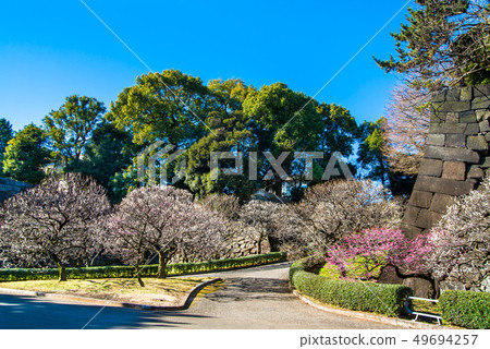 東京皇宮Higashi Gyoen Umebayashi-zaka no Ume 49694257
