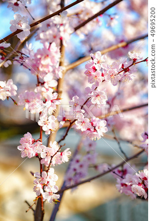 Cherry blossoms 49695200