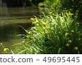 黃色花和河 49695445