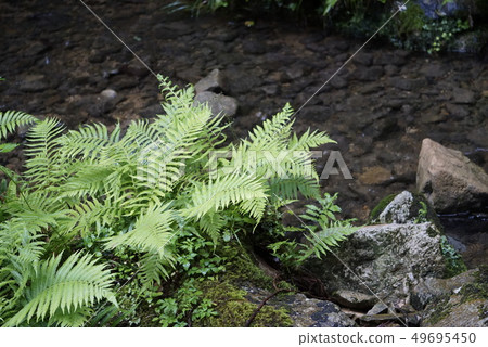 葉子和河 49695450