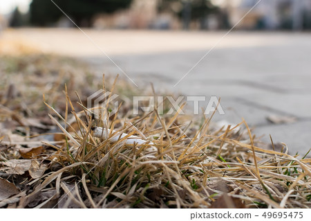cigarette butt lying on the dry spring grass 49695475