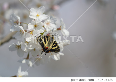 禮品蝴蝶和櫻花 49695480