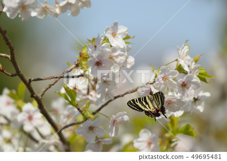 禮品蝴蝶和櫻花 49695481