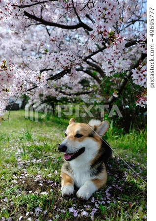 櫻花狗 49695777
