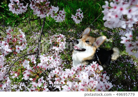 櫻花狗 49695779