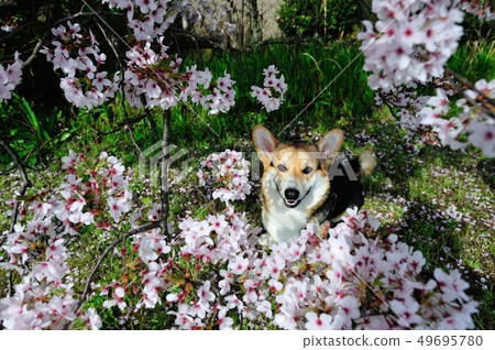 櫻花狗 櫻花狗 49695780