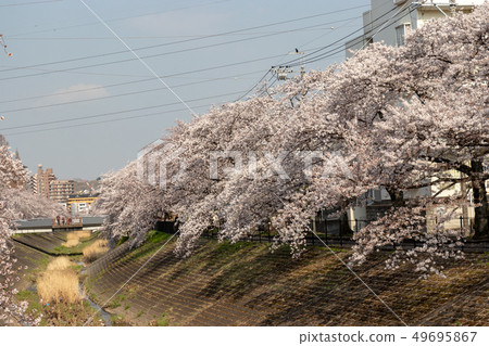 Row of cherry blossom trees along the Tamagawa River, Tama City, Tokyo 49695867