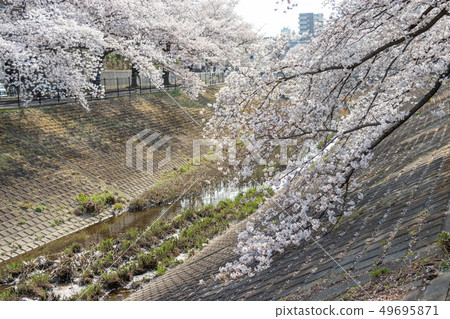 Row of cherry blossom trees along the Tamagawa River, Tama City, Tokyo 49695871