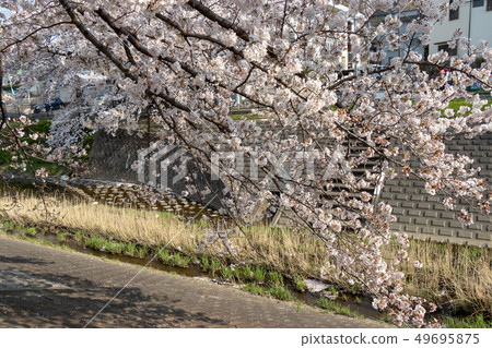 Row of cherry blossom trees along the Tamagawa River, Tama City, Tokyo 49695875