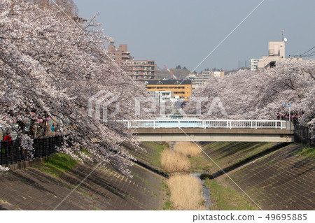 Row of cherry blossom trees along the Tamagawa River, Tama City, Tokyo 49695885