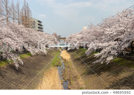 Row of cherry blossom trees along the Tamagawa River, Tama City, Tokyo 49695892