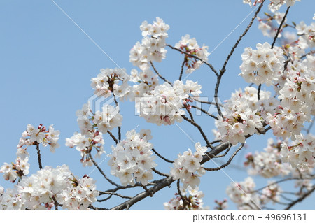 櫻花 櫻花 49696131