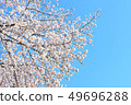 Cherry Blossoms	 49696288