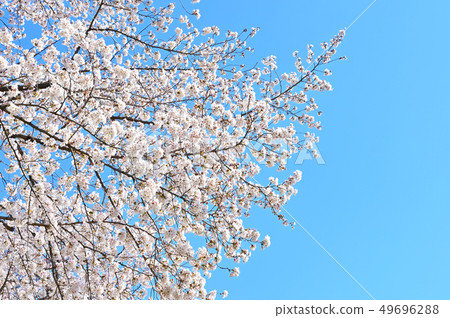 Cherry Blossoms	 49696288