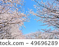 Cherry Blossoms	 49696289
