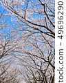 Cherry Blossoms	 49696290