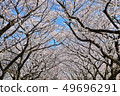 Cherry Blossoms	 49696291