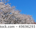 Cherry Blossoms	 49696293