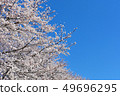 Cherry Blossoms	 49696295
