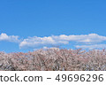 Cherry Blossoms	 49696296