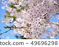 Cherry Blossoms	 49696298
