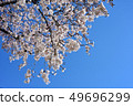 Cherry Blossoms	 49696299