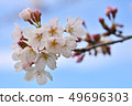 Cherry Blossoms	 49696303