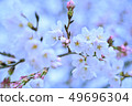 Cherry Blossoms	 49696304
