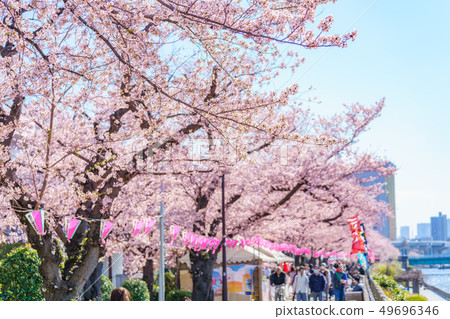 Tokyo's Spring Sumida Park Cherry Blossom Festival 49696346