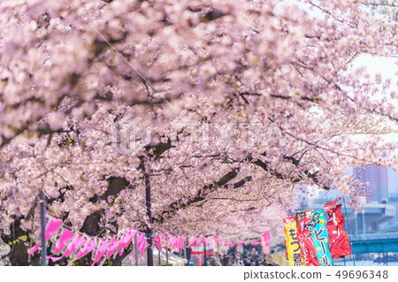 東京春天隅田公園櫻花節 49696348