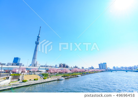 東京春天隅田公園櫻花節 東京春天隅田公園櫻花節 49696458