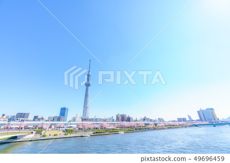 Tokyo's Spring Sumida Park Cherry Blossom Festival Tokyo's Spring Sumida Park Cherry Blossom Festival 49696459