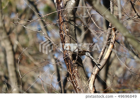 Brown-eared bulbulous on branches of trees 49696849