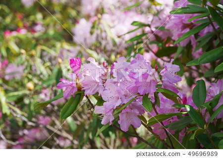 Pink rhododendron flower 49696989