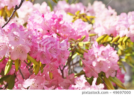 Pink rhododendron flower 49697000