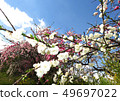 Cherry blossoms in red and white 49697022