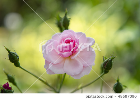 Close up pink of Damask Rose flower Close up pink of Damask Rose flower 49697090