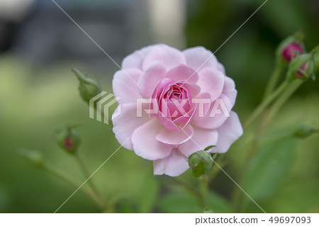Close up pink of Damask Rose flower Close up pink of Damask Rose flower 49697093