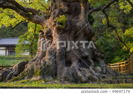 Kiryu's Kus evening Kagoshima Prefecture 49697179