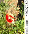Hinagi's flower 49697180