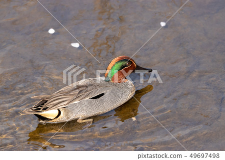 Kogamo Tamagawa, Tokyo, Japan Kogamo Tamagawa, Tokyo, Japan 49697498