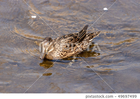 Kogamo Tamagawa, Tokyo, Japan 49697499