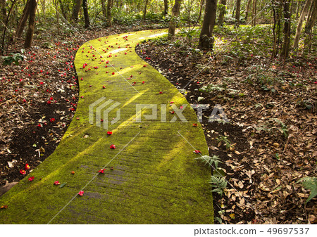 Cape Ashizuri Promenade Cape Ashizuri Promenade 49697537