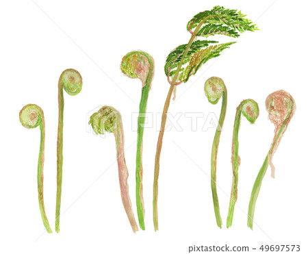 Osmunda japonica Wind-up toy 49697573