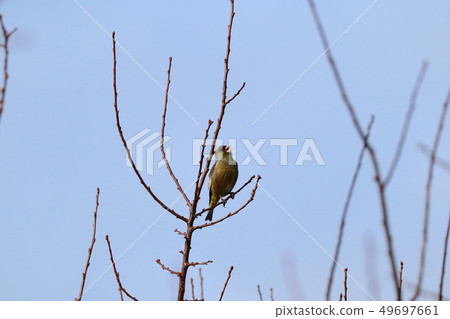 Kawarahiwa which sticks to the tree branch 49697661