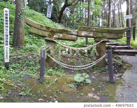 Buried Torii at the Cow 's Foot Inari Shrine Buried Torii at the Cow 's Foot Inari Shrine 49697683